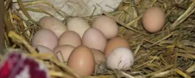 孵雞蛋怎麼選蛋 怎麼樣選擇孵化蛋方法