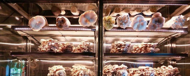 香菇在冰箱怎麼儲存 香菇在冰箱儲存的方法