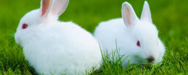 怎麼養兔子才不會死 兔子怎麼養才不會死介紹