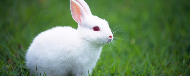 怎麼養兔子又幹凈又衛生 怎麼養好兔子