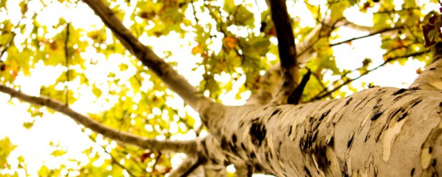 排名第一最好的鎮宅樹 最吉祥的6種風水樹