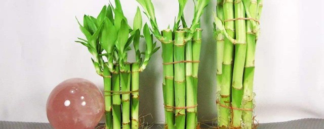 富貴竹的種植方法 土培富貴竹的種植方法