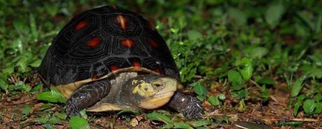 黃緣龜怎麼養 養黃緣龜的方法