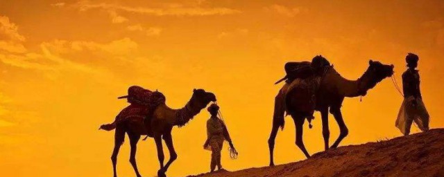 沙漠駱駝怎麼火的 沙漠駱駝為什麼能火