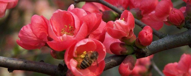 梅花怎麼養 梅花養的方法