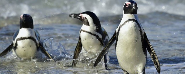 非洲企鵝不怕熱嗎 非洲企鵝的介紹