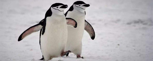 非洲企鵝和南極企鵝的區別 非洲企鵝和南極企鵝有什麼區別