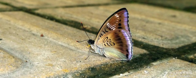 蝴蝶翅膀上的粉末有什麼作用 它是什麼東西