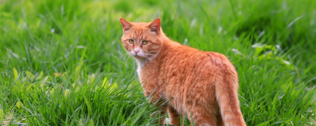 什麼貓是橘貓 桔貓是橘貓