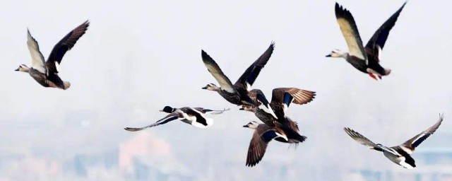 遷徙的鳥有哪些 遷徙的鳥介紹