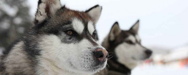 阿拉斯加雪橇犬吃什麼 阿拉斯加雪橇犬的食物