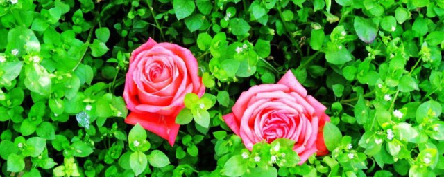 玫瑰朵數的含義 玫瑰花朵數代表的含義