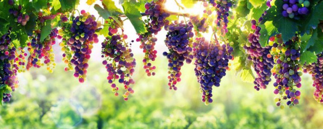 葡萄的種類 葡萄的種類介紹