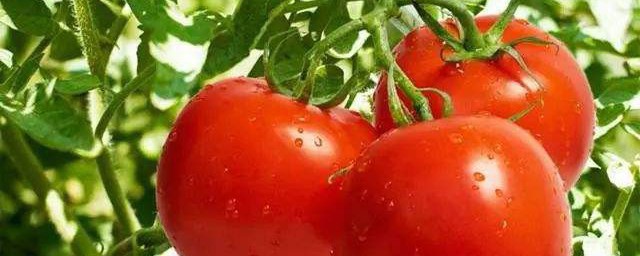 用西紅柿怎樣做好吃的 西紅柿面做法