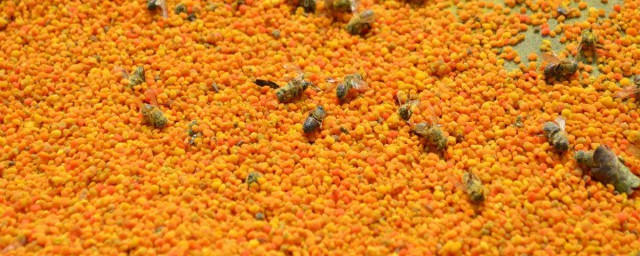 蜂花粉的功效 蜂花粉的四種功效介紹