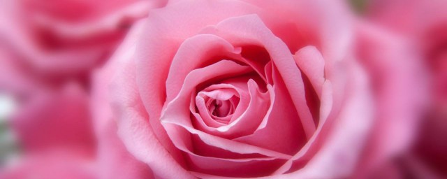 玫瑰花顏色的含義 玫瑰花顏色的含義介紹