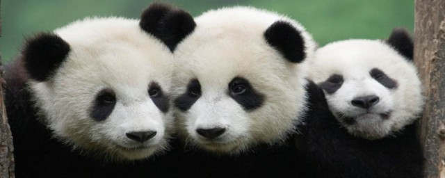 大熊貓為什麼會叫大熊貓 大熊貓介紹