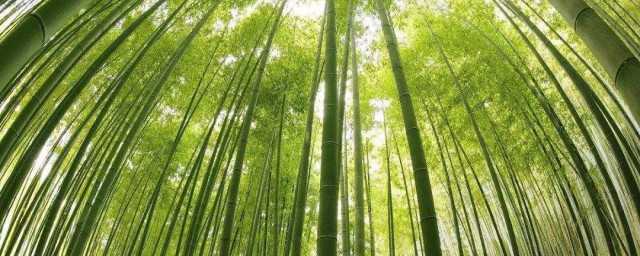 為什麼竹子能長得那麼快 為什麼竹子長的比較快