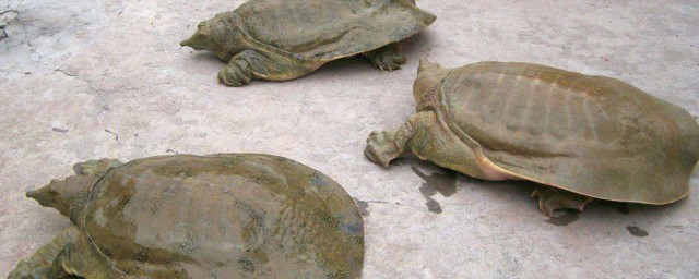 養三隻烏龜有講究 養三隻烏龜的講究簡述