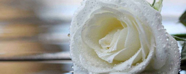 白玫瑰不能隨便送人嗎 白玫瑰有什麼寓意