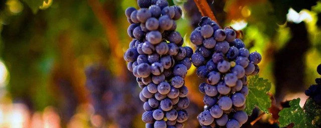 葡萄屬於酸性還是堿性 葡萄屬於強堿性食物