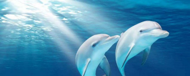 白鯨和海豚的區別 白鯨和海豚區別介紹