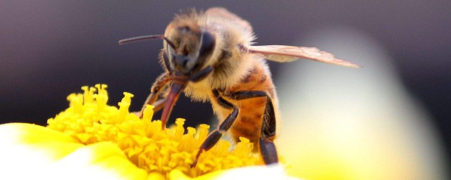 房間飛進一隻蜜蜂怎麼辦 蜜蜂的食性是什麼