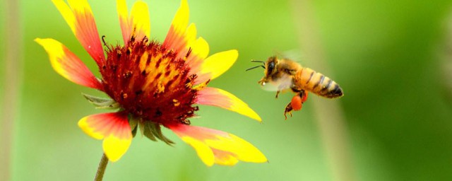 驅趕蜜蜂的最佳辦法 分別需要怎麼做