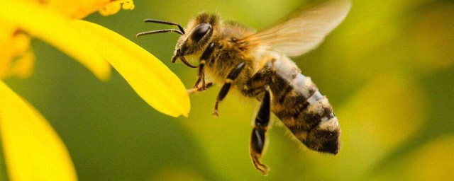 蜜蜂最怕什麼味道會跑 它有什麼特點