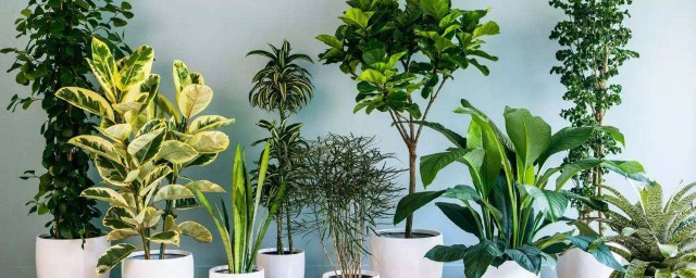 室內適合養什麼花或植物 綠蘿常春藤