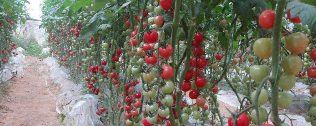 櫻桃番茄種植方法 方法特別簡單