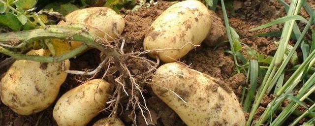 土豆是酸性還是堿性 屬於堿性