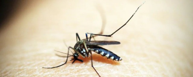 蚊子滅絕瞭世界會怎樣 蚊子滅絕瞭會怎樣