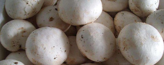 做白蘑菇的方法 做白蘑菇的簡單步驟