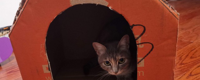 紙箱怎麼做貓床 怎麼用紙箱給貓做一個床