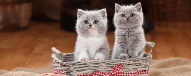 如何合理喂養貓 要怎麼科學給貓咪喂糧