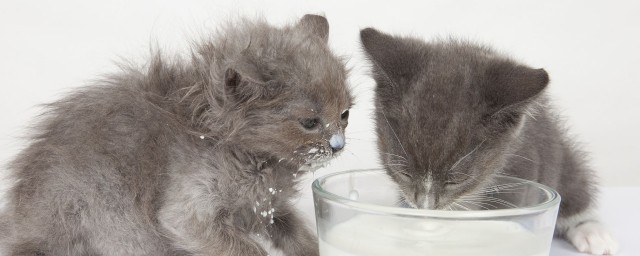 貓咪偶爾可以喝奶粉嗎 貓能喝奶粉嗎