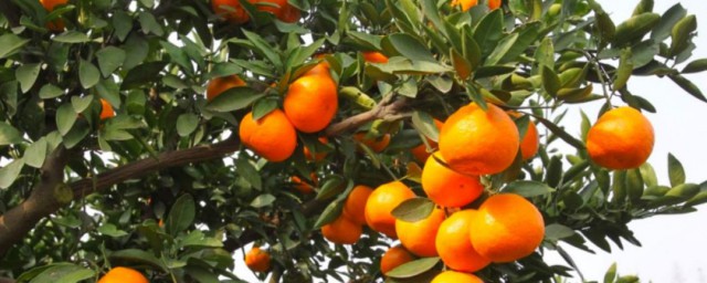 柑桔的栽培方法 柑橘種植技術