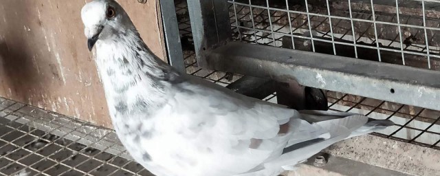 鴿子的馴服方法 有什麼訓練的技巧