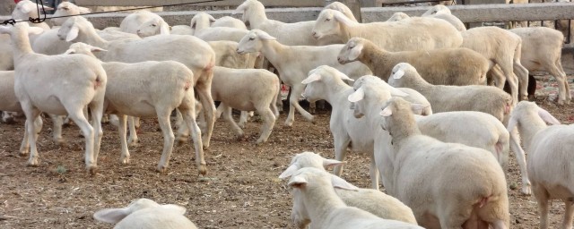 胡羊養殖的方法 養殖的時候要註意什麼
