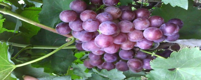 葡萄一天吃多少顆合適 葡萄一天吃多少合適的解析
