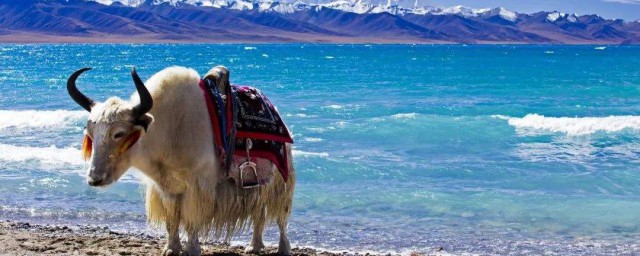 西藏旅遊幾月份合適 去西藏旅遊幾月份最好