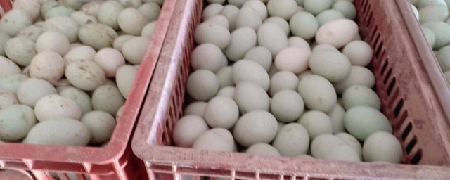 新鮮鴨蛋怎麼做 新鮮鴨蛋怎麼做好吃
