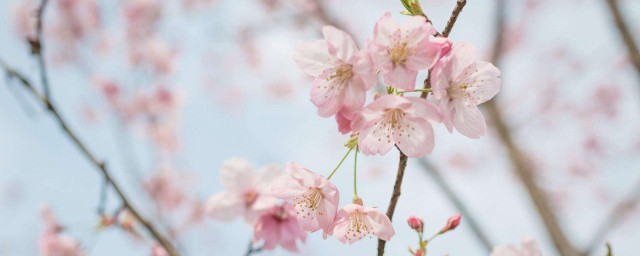 關於櫻花的唯美句子簡短 關於櫻花的句子精選