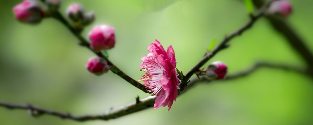 桃花唯美簡短的句子 描寫春天桃花盛開的句子