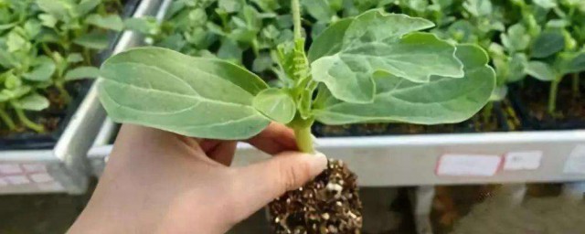 西瓜子種植的方法 如何種西瓜子