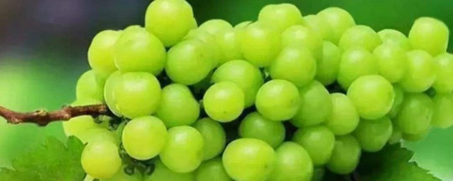 陽光葡萄的種植方法 如何種植陽光葡萄
