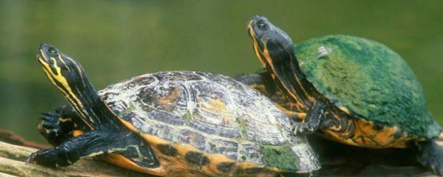 烏龜正確的飼養方法 如何養烏龜