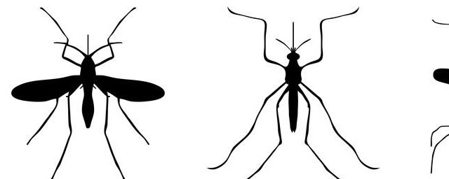 對付黑蚊子的方法 用什麼最有效