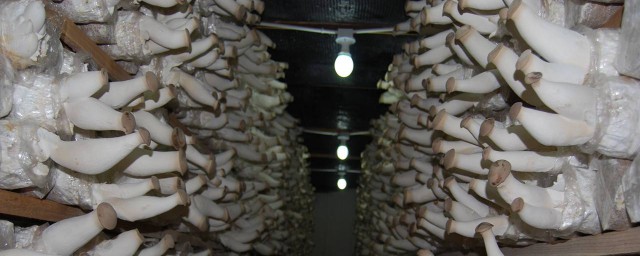 蘑菇菌種的配制方法 蘑菇的菌種是怎樣制作的